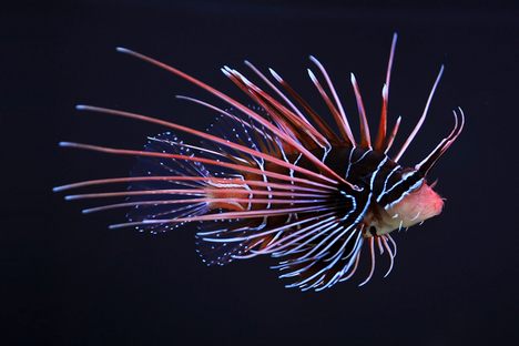 Clearfin lionfish. 