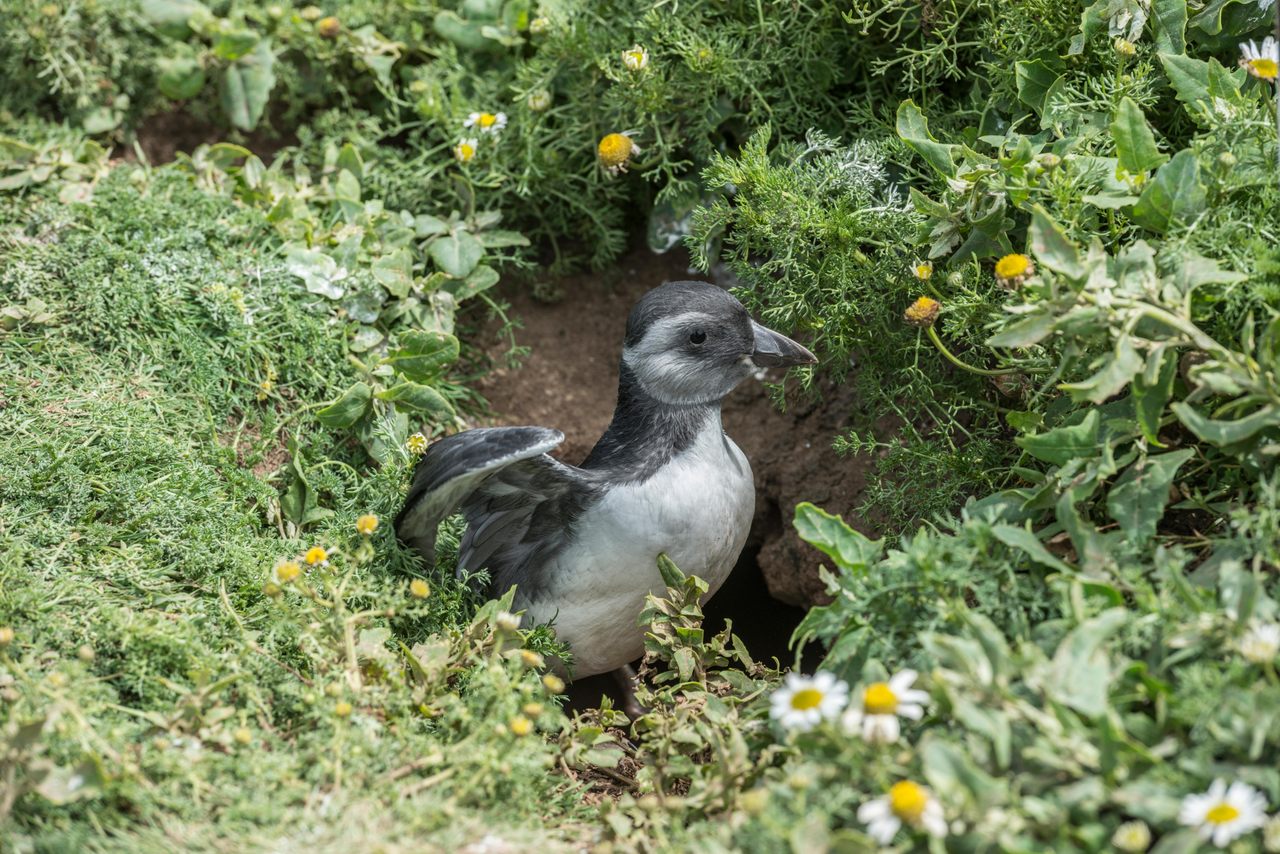 Puffling chicks hatch around July and start leaving the colony in mid-September.