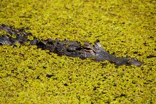 While you’re searching for birds at Corkscrew Swamp Sanctuary, don’t forget to look down where you’re likely to see alligators navigating the water beneath the 2.25-mile boardwalk that winds through the swamp. 