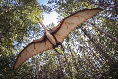 Pterosaurs probably didn't have their legs out like this. 