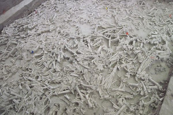 Close-up of a portion of the exposed bison bones