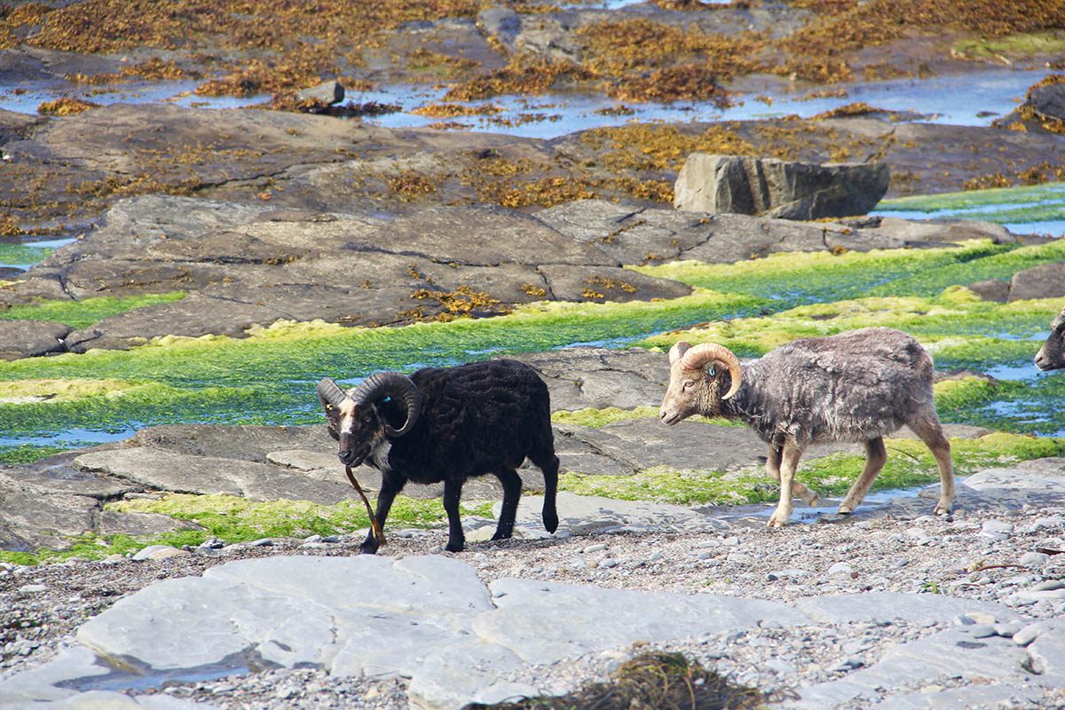 North Ronaldsay sheep graze on seaweed when the tide is out.