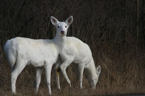 Seneca White Deer