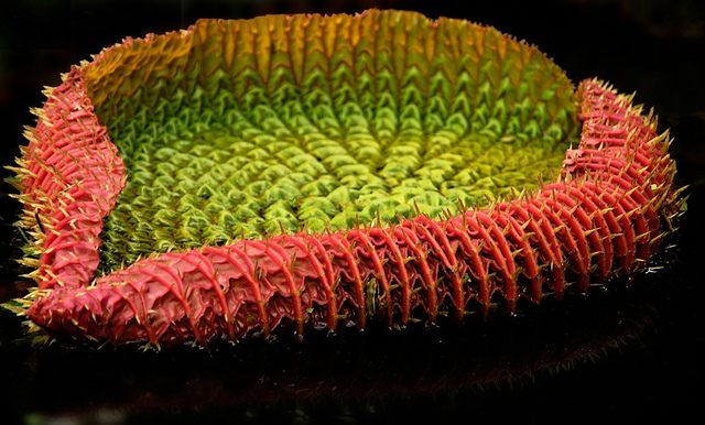 An Amazon giant water lily, just one of 14,003 known plant species in the Amazon.