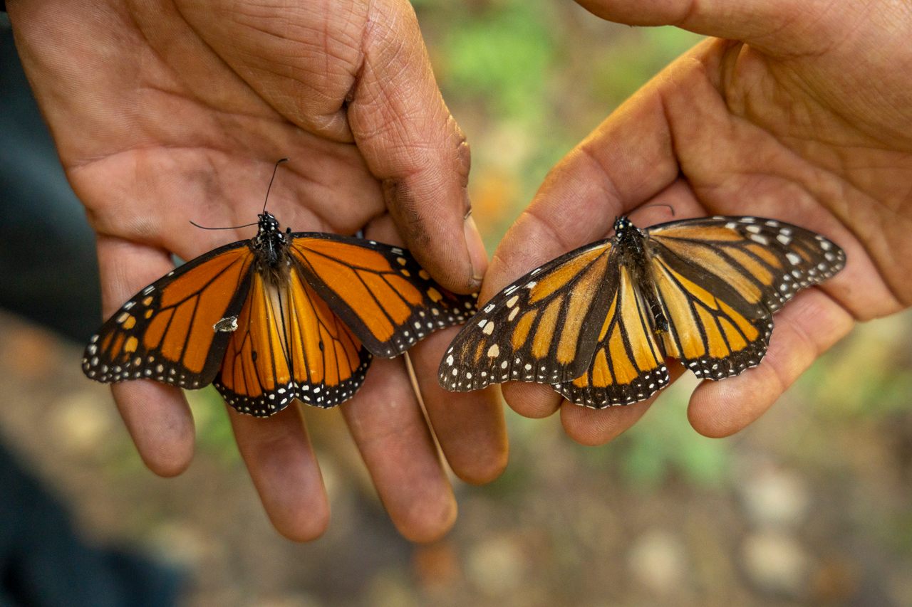 坐落在墨西哥高山上的一个社区致力于保护成千上万来冬眠的濒临灭绝的帝王蝶。这是该群落的两名成员，Eduardo Carrillo和David Bautista，向我们展示了雄性(左)和雌性(右)之间的差异，前者翅膀上有两个黑点。