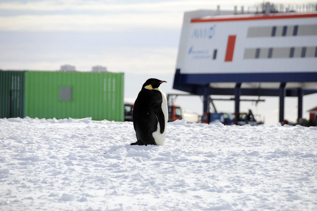 At the Neumayer III, penguins are the closest neighbors.