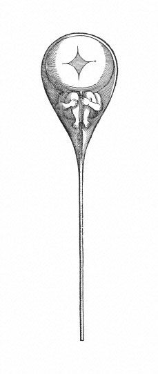 Nicolas Hartsoeker's illustration of a tiny proto-person inside a sperm cell, 1694.