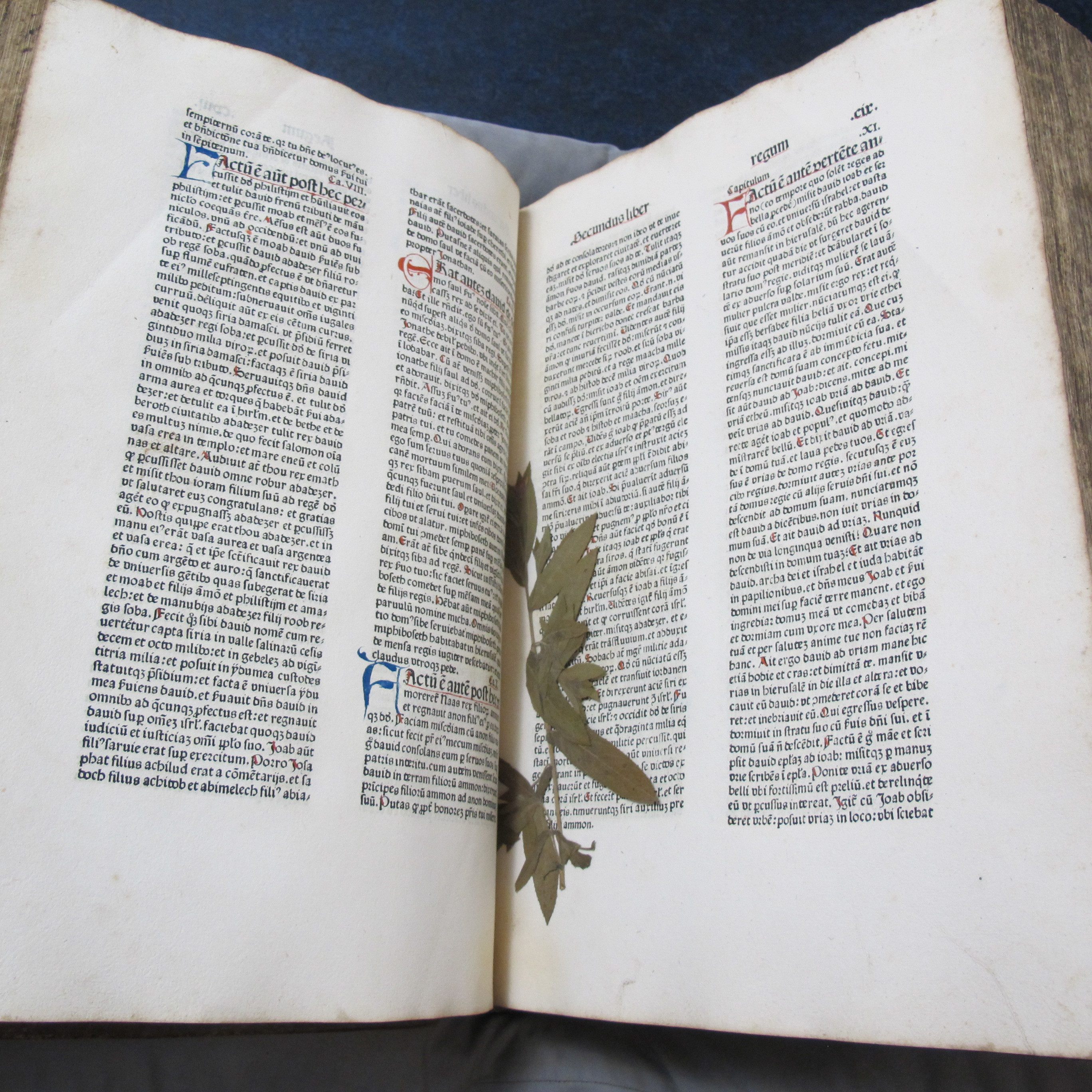 Sometimes, you find a plant inside a 15th-century German Bible...