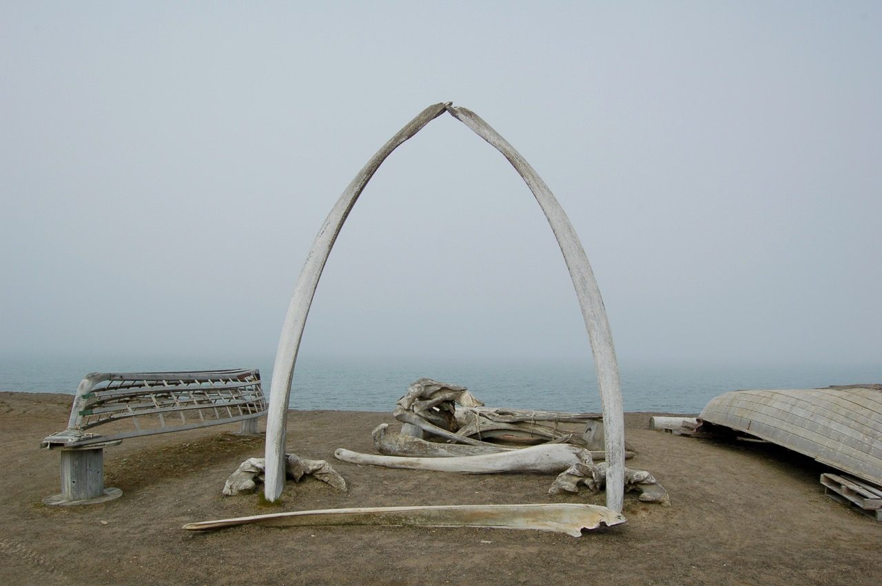 10 Places Where You Can See Whale Bones Outside a Museum - Atlas Obscura