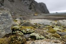 These unassuming lichens growing on rocks in Antarctica may have a sexy secret. 