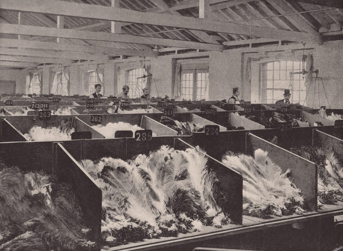 Ostrich feathers for sale at the Cutler Street Warehouses in London, 1896.