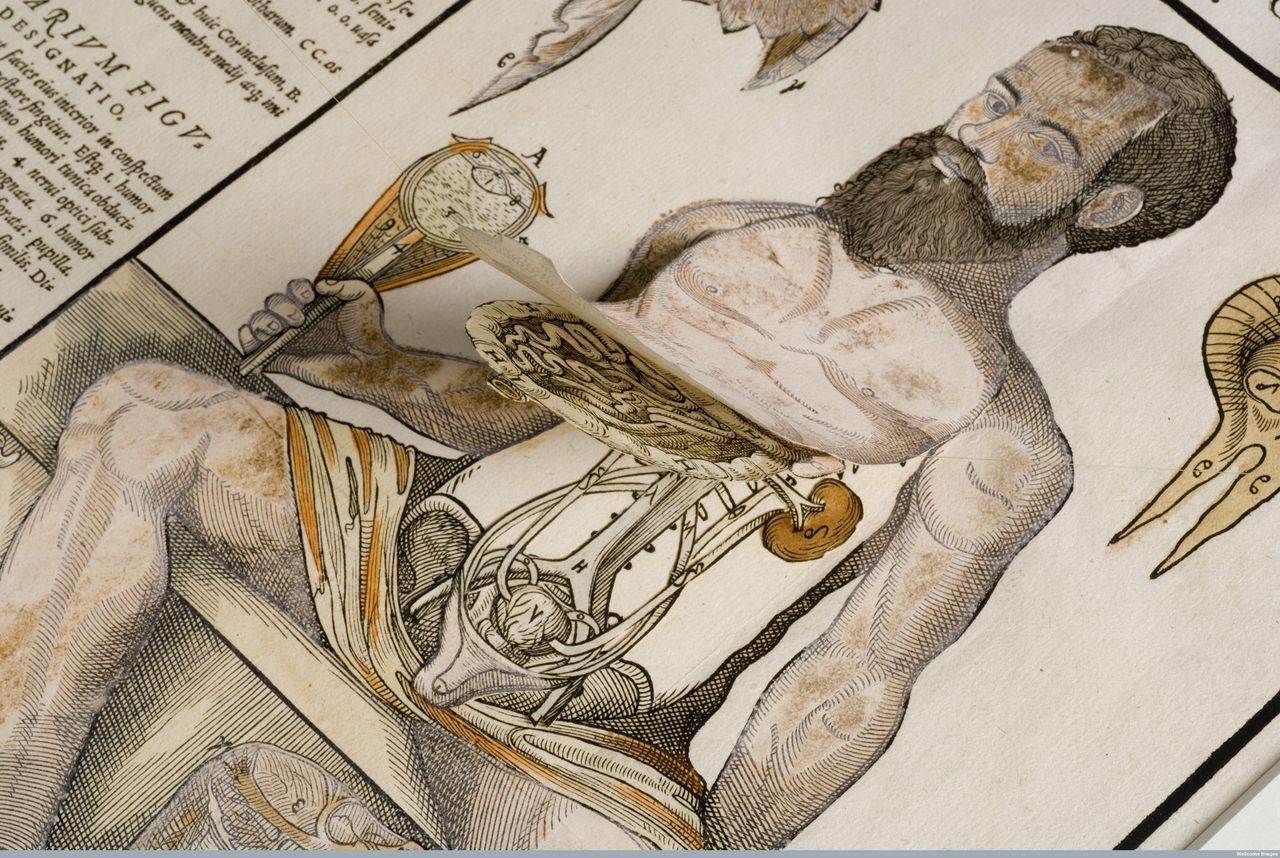 Anatomical fugitive sheet of a male figure, 1573.