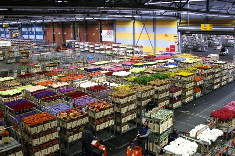The Royal FloraHolland warehouse in Aalsmeer.