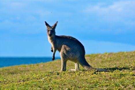 An Australian kangaroo looking shifty.