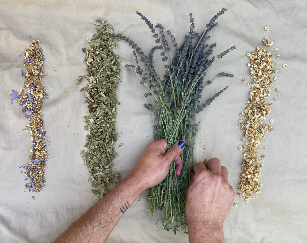 David Shorter prepares herbs from his garden to make tinctures. From left to right: blue lily flowers, calea zacatechichi, lavender, and gordolobo.