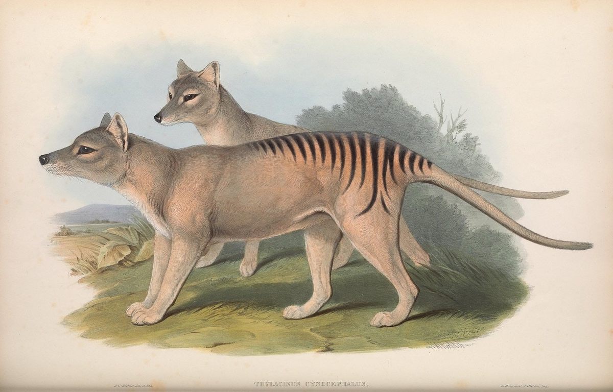 The Tasmanian tiger, or thylacine, went extinct in the 1930s. Other Australian mammals could follow suit.
