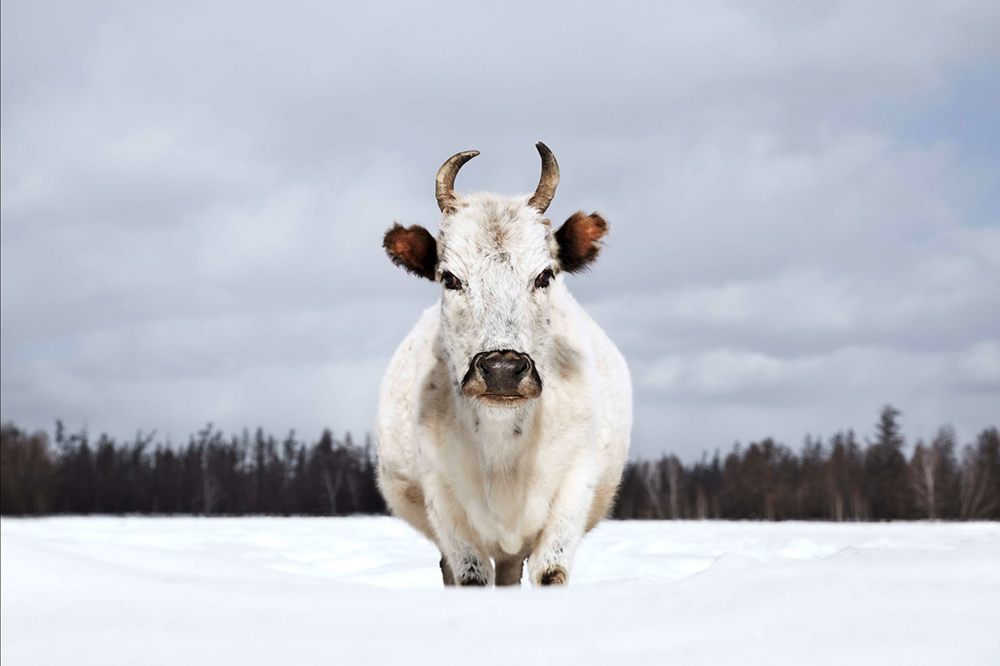 The Sakha Ynaga is perhaps the most metal cow in existence.