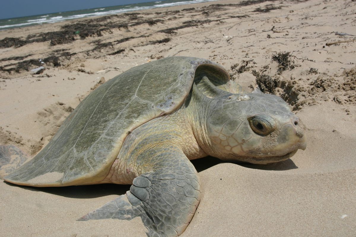 Female Kemp’s ridley sea turtles can lay hundreds of eggs a year, so saving mature females is critical for the species.
