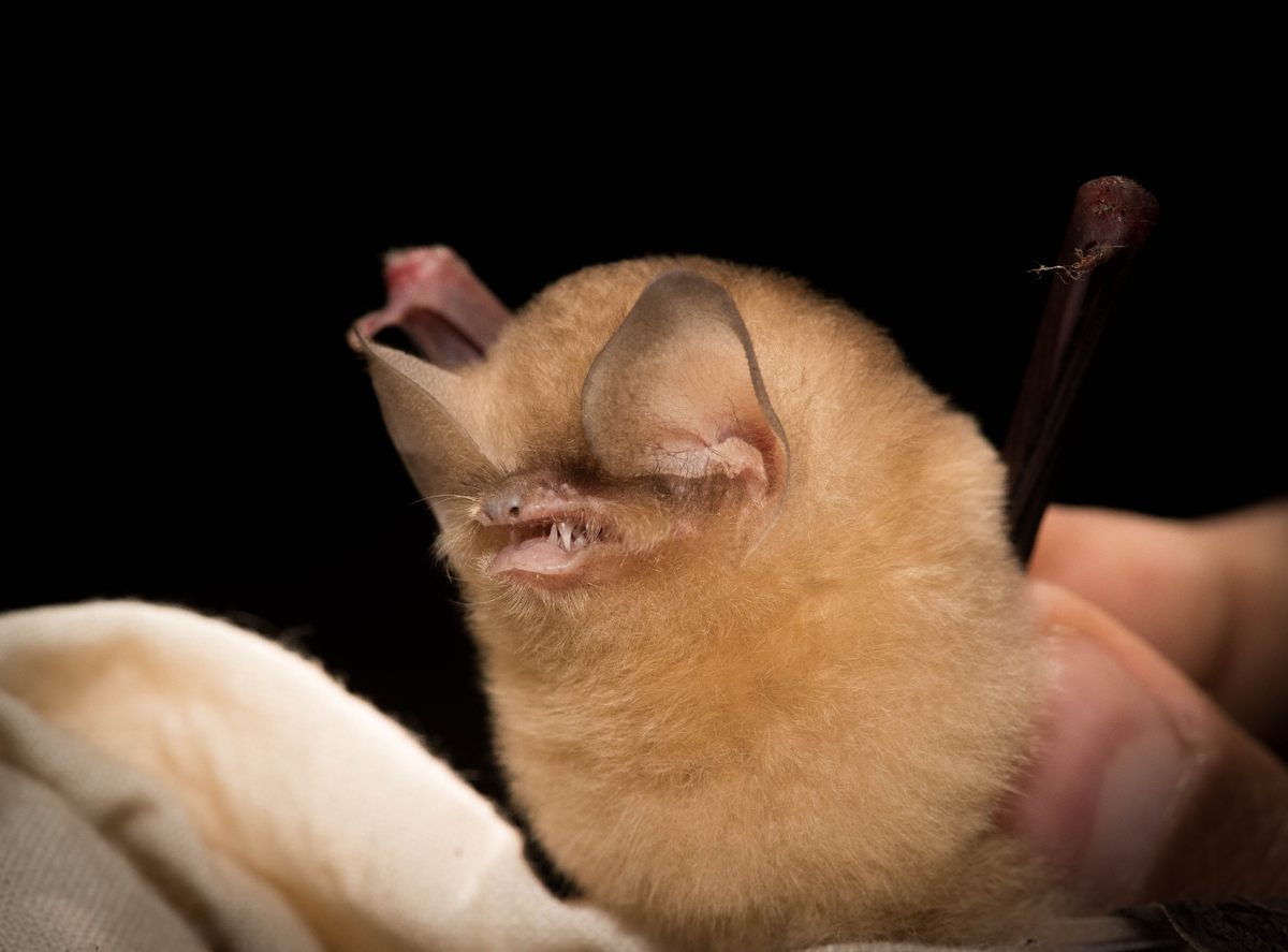 The tiny floof known as the Cuban greater funnel-eared bat.