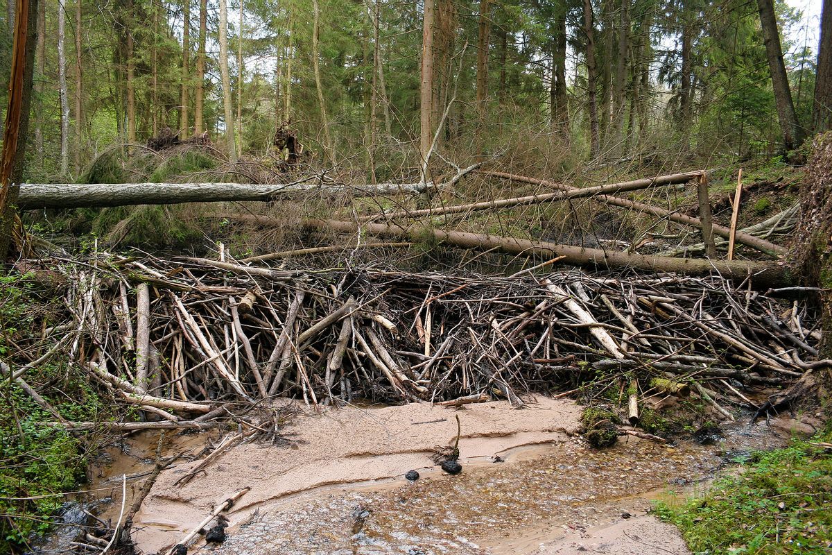 Beavers are ecosystem engineers.