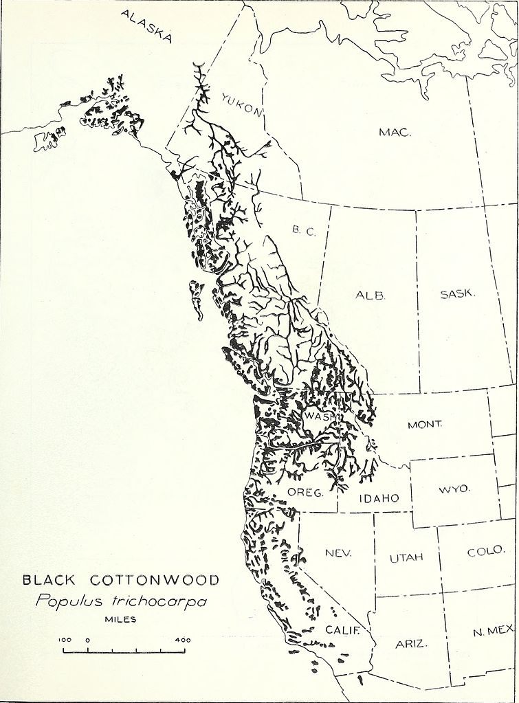 The range of black cottonwood.