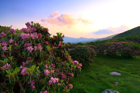 Rhododendrons in bloom. 