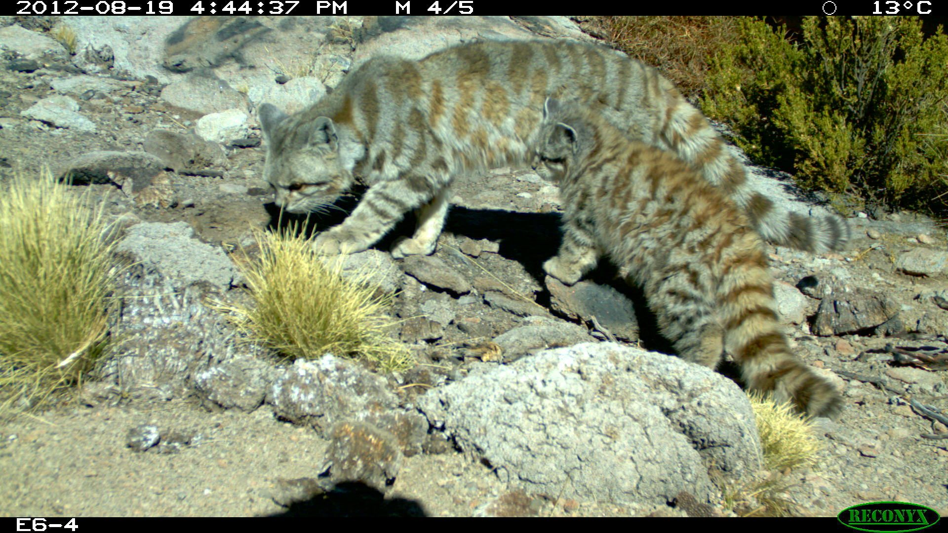 Thanks to less-invasive and quieter camera traps, we can now see animals with their guard down.