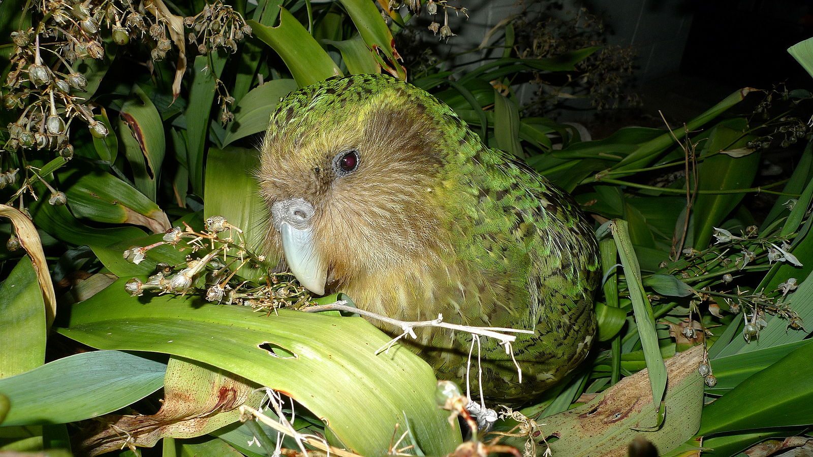 A kākāpō chows down on some berries.