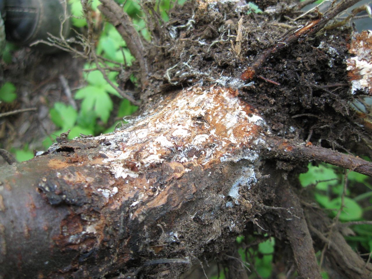 The world's largest living thing is a stealthy parasite that lives mostly underground and beneath the bark of infected trees in a pale, stringy fungal network.