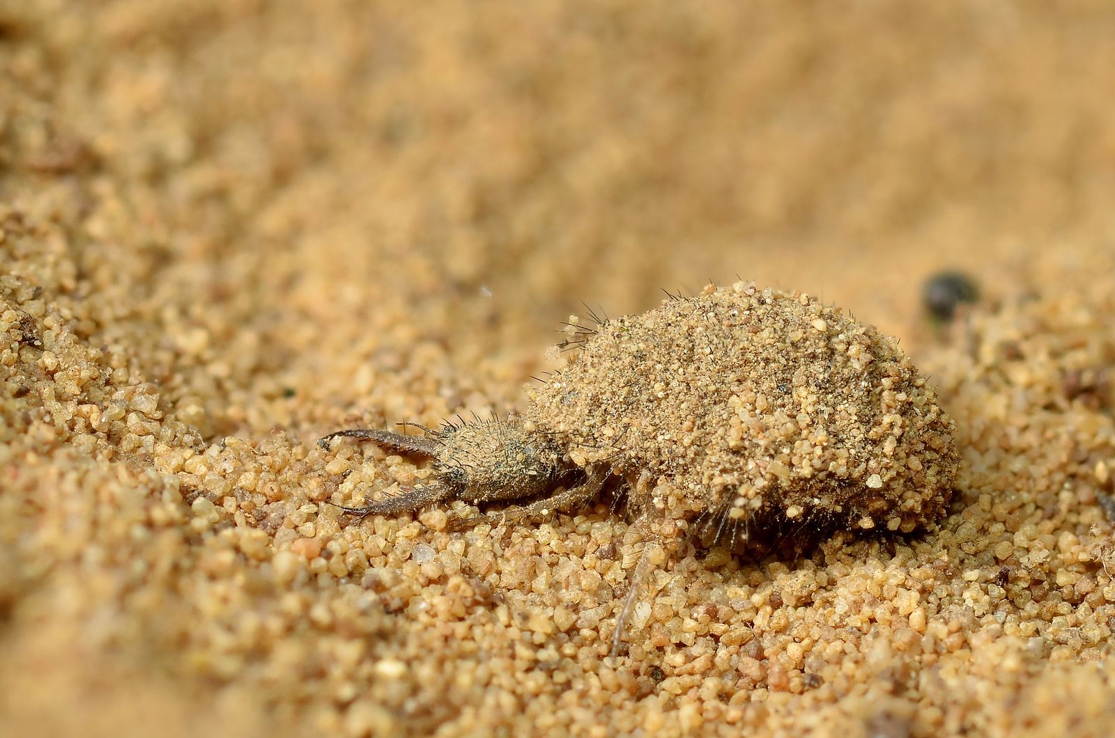 An antlion larva, waiting for prey.