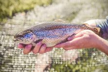 Smoke In Chimneys sells rainbow trout to about 250 restaurants.