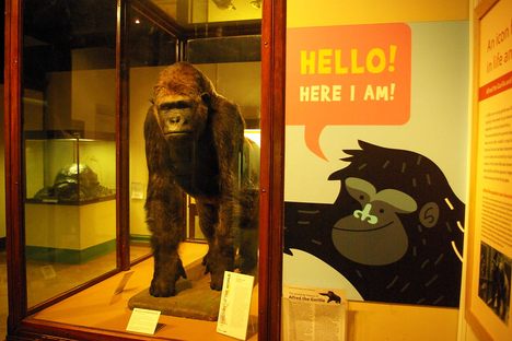 The taxidermy of "Alfred," a Western Lowland gorilla who ( in life ) once  inhabited Bristol Zoo.