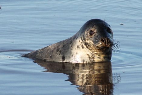 The seals at Donna Nook.