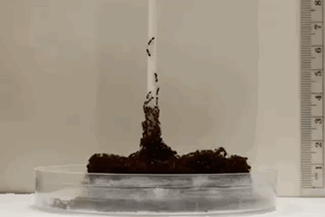 How Fire Ants Form Towers More Than 30 Ants High