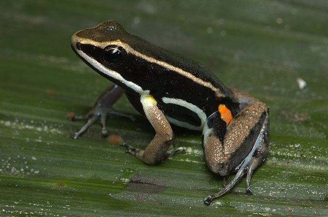 Poison Frogs Make Surprisingly Attentive Adoptive Parents - Atlas