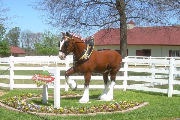 Grant's Farm is the official home of the Budweiser Clydesdales.