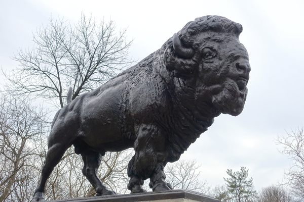 Buffalo on Dumbarton Bridge