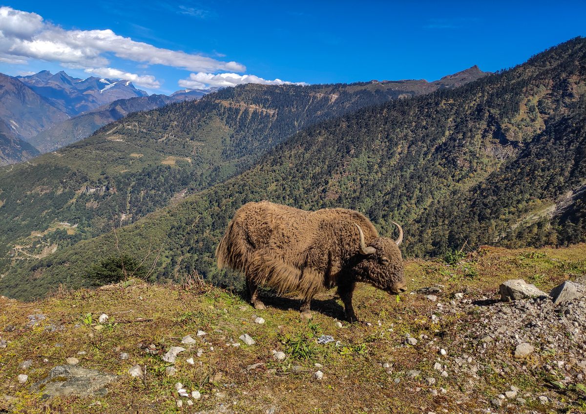 Yaks have evolved to thrive at high altitude.