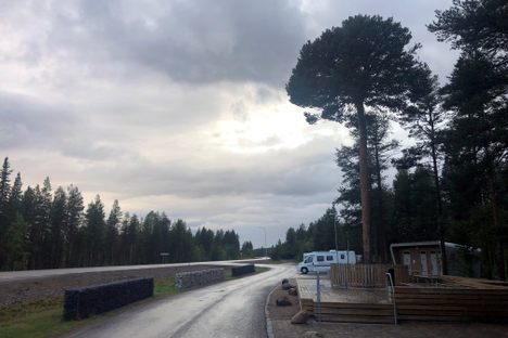 Vittangi Snaps Pine.