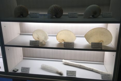 Nautilus shells
