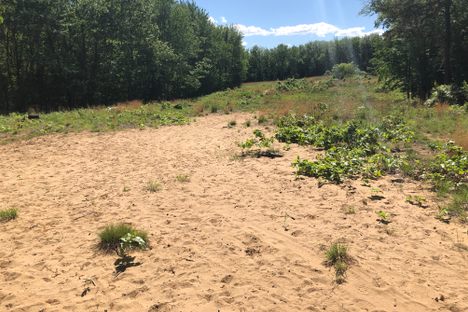 Ancient sand dunes from Glacial Lake Hitchcock.