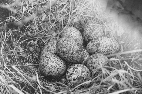 What sex are these eggs?