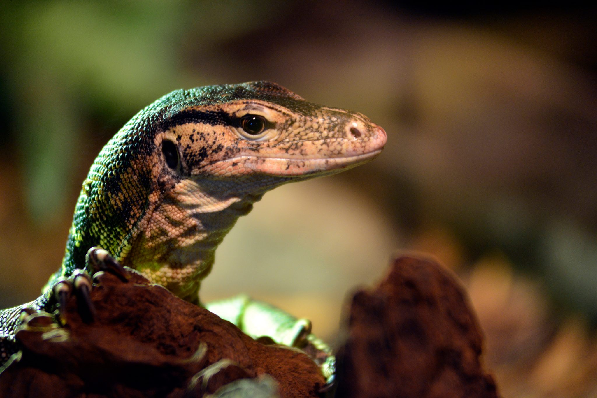 Let's catch up on reptiles.