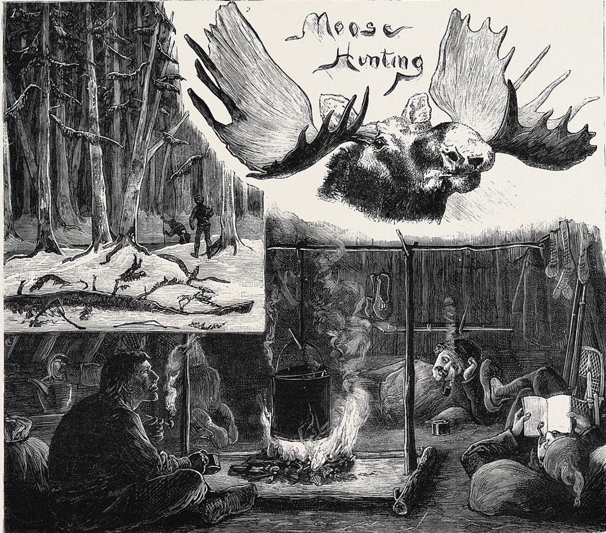 The introduction of moose to Newfoundland was meant to be a boon to hunters.