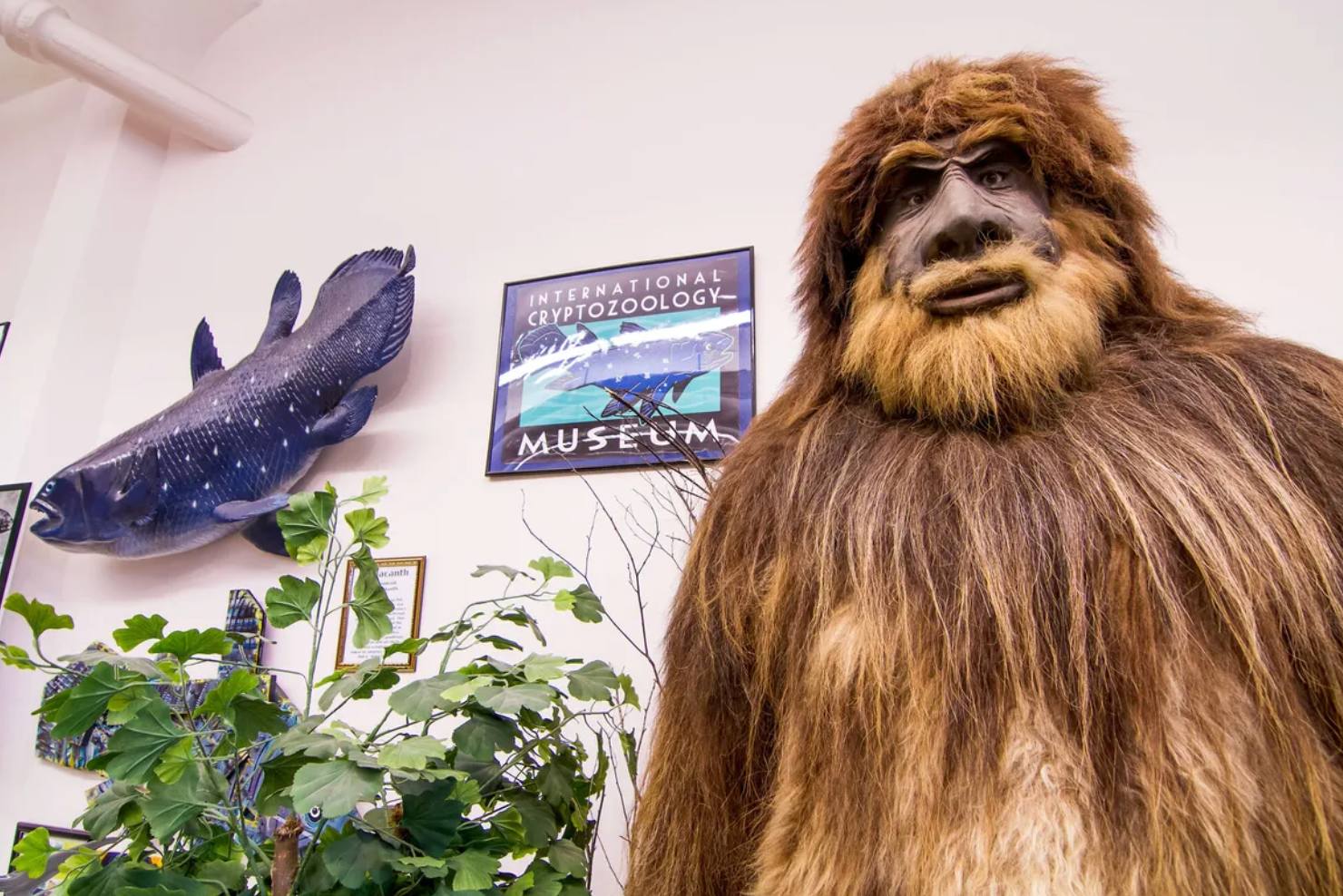 International Cryptozoology Museum.