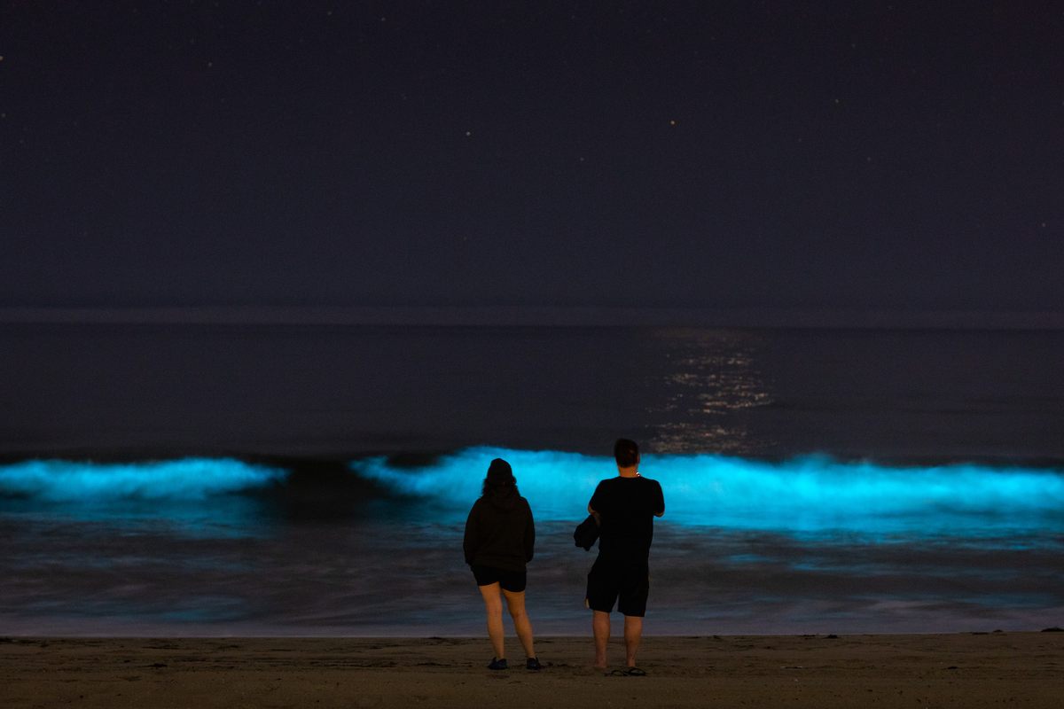 This kind of bioluminescence, shown here at Hermosa Beach on April 25, is associated with a red tide, or an algae bloom, filled with dinoflagellates that glow when jostled by the moving water.
