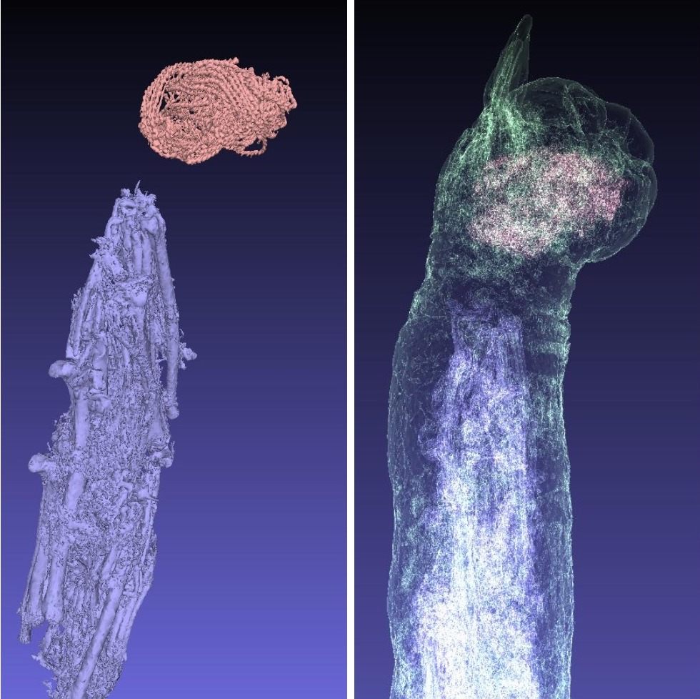 A 3D rendering of the bones and cloth, and where they lie within the mummy.