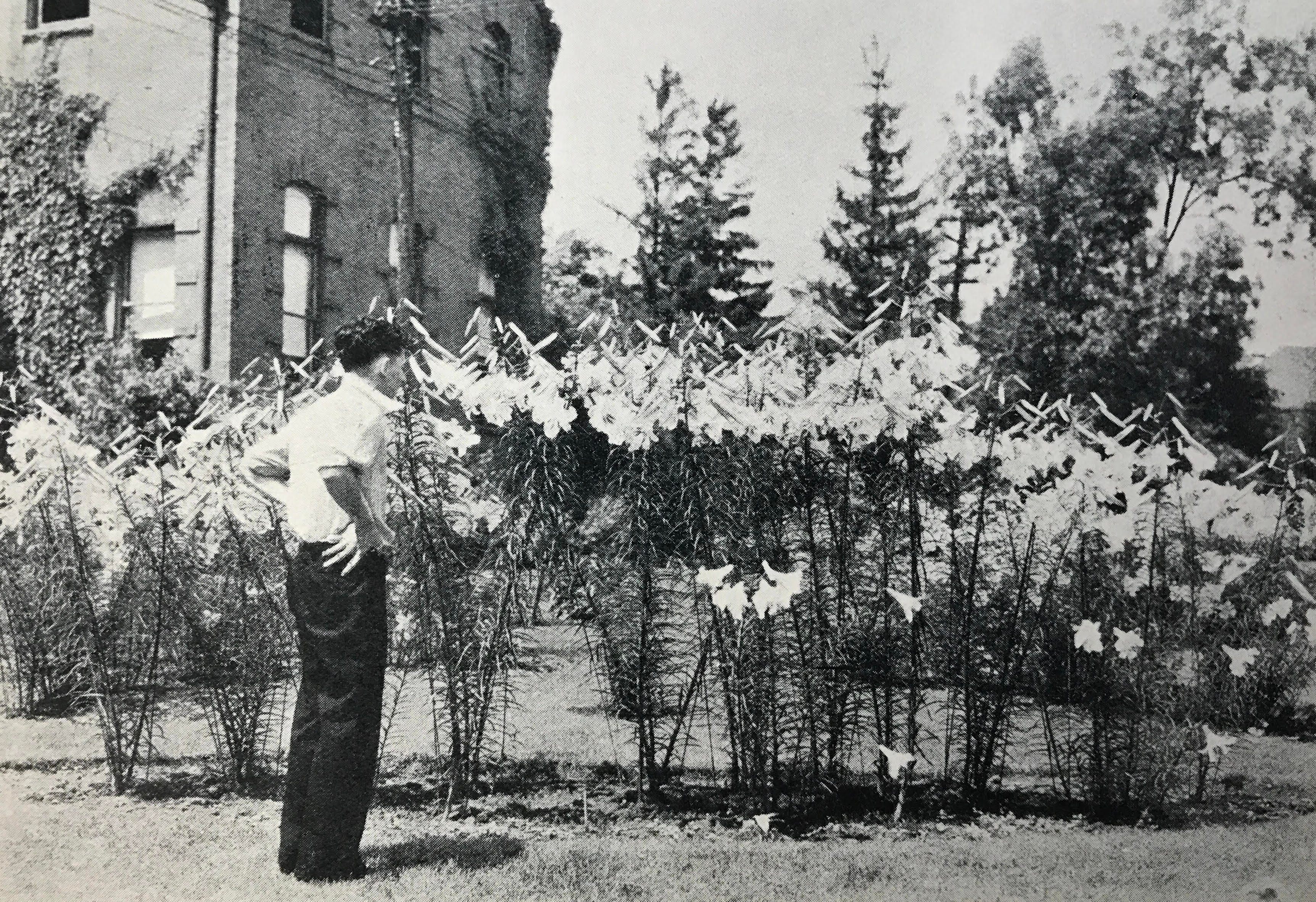 George C. Creelman lilies at the Ontario Agricultural College.