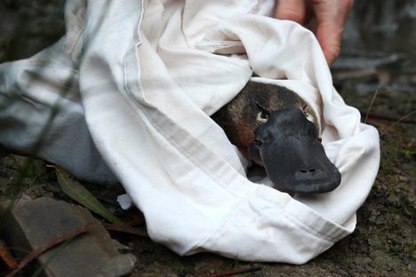 Platypuses face an uncertain future.