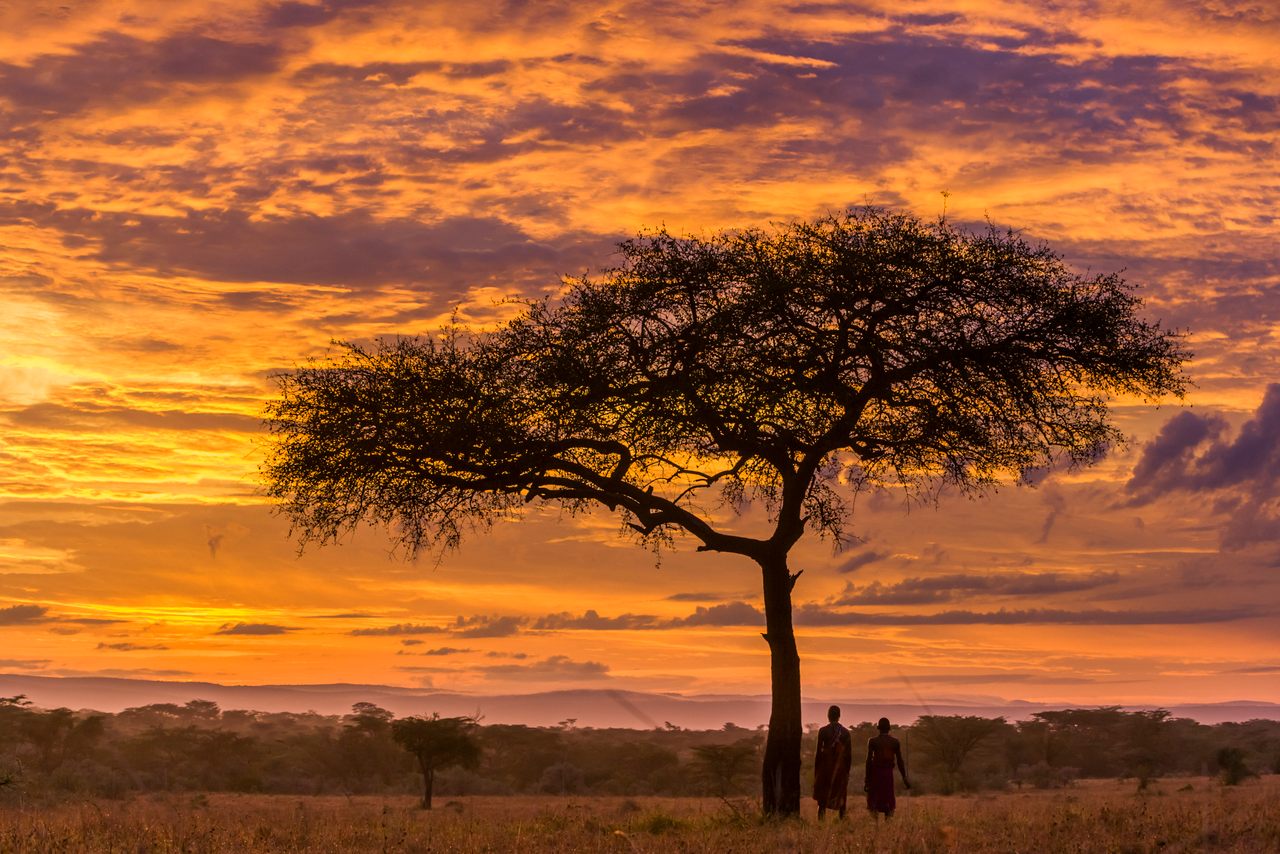 Maasai men beside an umbrella acacia tree at dawn on the Kenyan savanna.